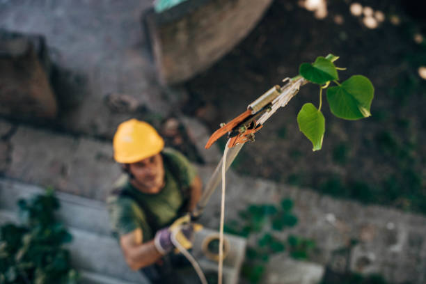 Best Arborist Consultation Services  in Fredonia, WI